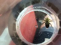 Bombus bimaculatus image