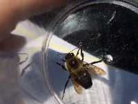 Bombus griseocollis image