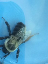 Bombus impatiens image