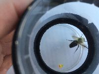 Bombus griseocollis image