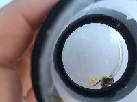 Bombus griseocollis image