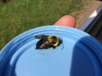 Bombus griseocollis image