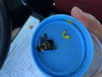 Bombus griseocollis image