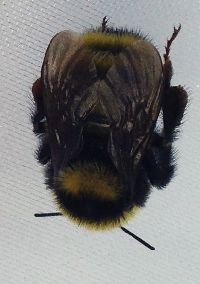 Bombus borealis image