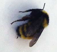 Bombus borealis image