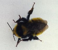 Bombus borealis image