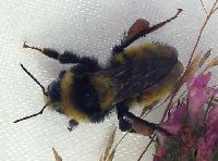 Bombus borealis image