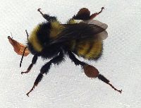 Bombus borealis image