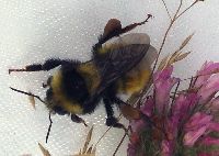 Bombus borealis image