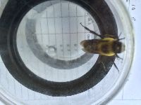 Bombus griseocollis image