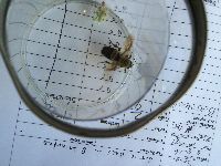 Bombus griseocollis image