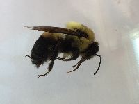 Bombus griseocollis image