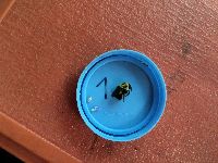 Bombus griseocollis image