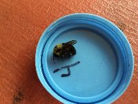 Bombus griseocollis image