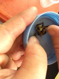 Bombus griseocollis image