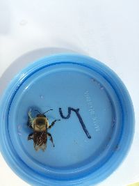 Bombus griseocollis image