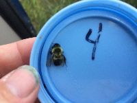 Bombus impatiens image