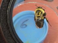 Bombus impatiens image