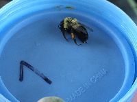 Bombus impatiens image