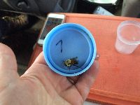 Bombus griseocollis image