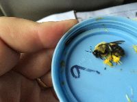 Bombus griseocollis image