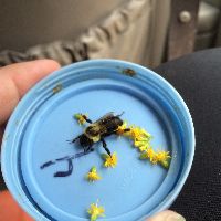 Bombus impatiens image