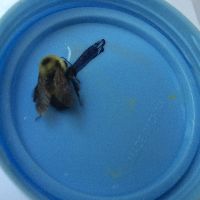 Bombus griseocollis image