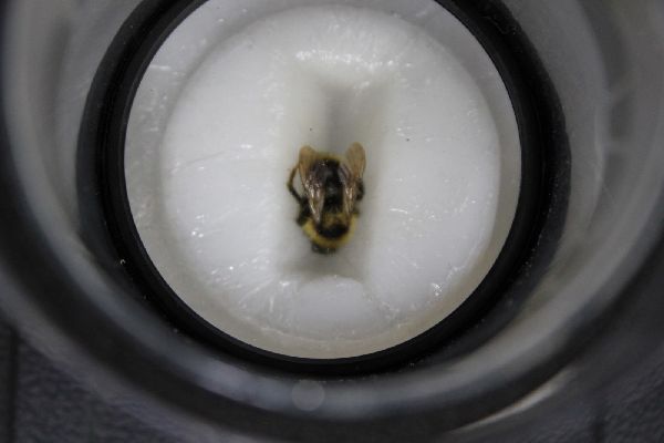 Bombus insularis image