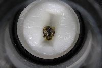 Bombus insularis image