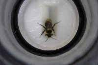 Bombus insularis image