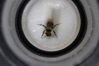 Bombus insularis image