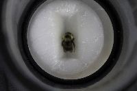 Bombus citrinus image