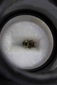 Bombus citrinus image