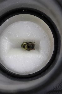 Bombus citrinus image