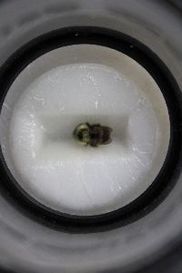 Bombus citrinus image