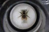 Bombus citrinus image