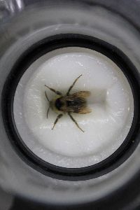 Bombus citrinus image