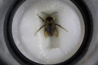 Bombus citrinus image