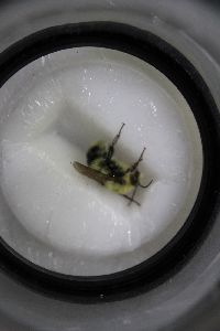 Bombus bimaculatus image