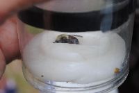 Bombus griseocollis image