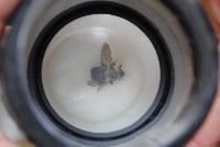 Bombus griseocollis image