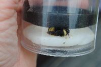 Bombus terricola image