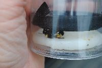 Bombus terricola image