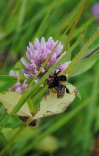 Bombus borealis image