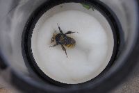 Bombus borealis image