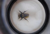 Bombus borealis image