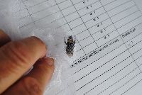 Bombus terricola image