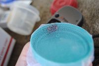 Bombus terricola image