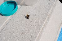 Bombus citrinus image