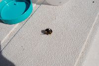 Bombus citrinus image